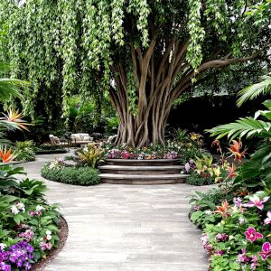 A large, private, tropical garden. A central feature of a mature weeping fig, with three stone steps leading up to the base. A wide path leads beyond, to a seated area. Lush green foliage and colourful flowers.