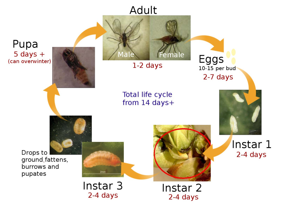 Six key stages of the life cycle of blueberry gall midge