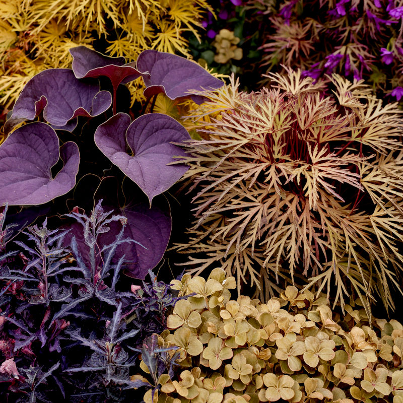 A mixture of plants with goldish green and purple foliage