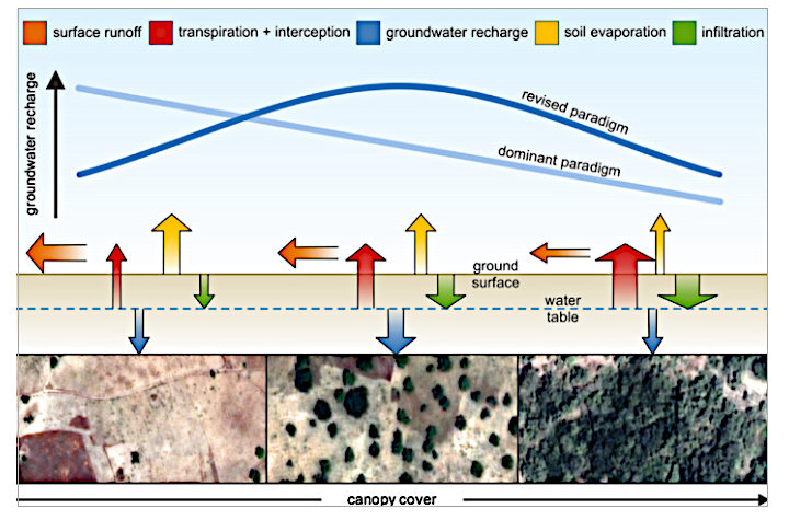 An illustration showing how different types of ground cover and planting density can influence ground water recharge