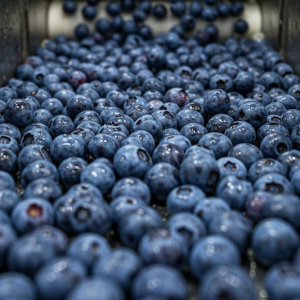 Blueberries on a conveyor belt