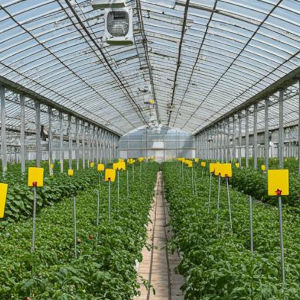 A green house with plants and sticky pest traps