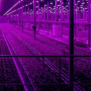 A greenhouse at night lit by LED lights leaving a purple glow