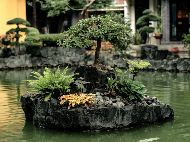 A large rock in the center of a pool of water. On the rock are several plants, including a small fern, and bonsai-style tree.