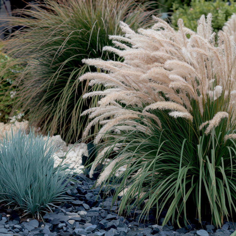 A garden bed planted with mixed ornamental grasses