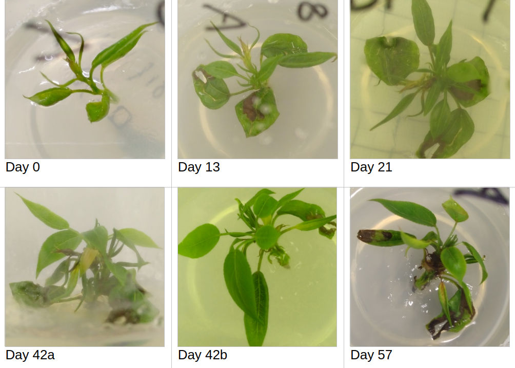 Six photographs of Pyrus cordata explants in various stages of development