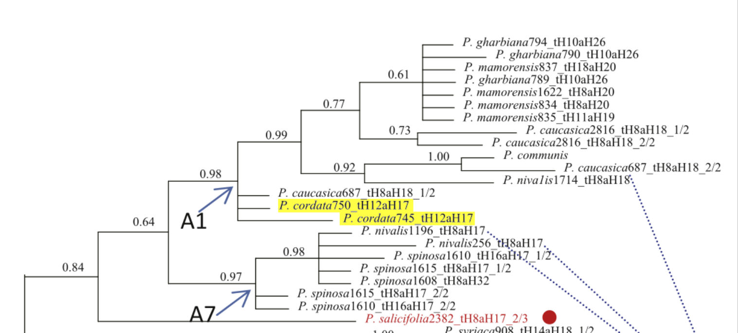 A bayesian consensus tree that models the relationship between Pyrus cordata and other tree species based on genetic sampling