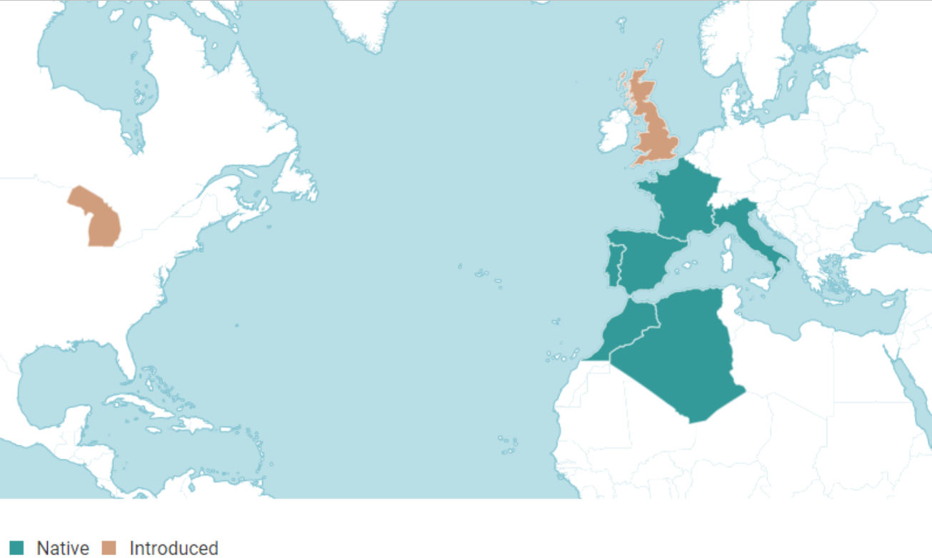 A map showing highlighted areas of North America, Great Britain, France, Spain, Portugal, Morocco, and Algeria