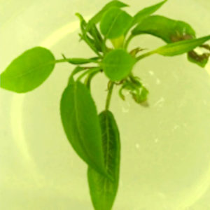 A tissue culture of a Plymouth Pear explant