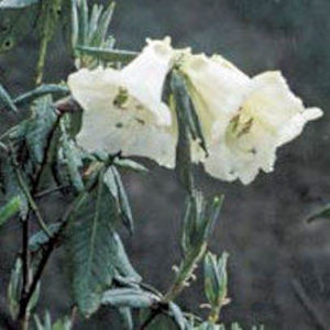 A photograph of Rhododendron dalhousieae in flower