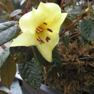 A photograph of the inflorescence of Rhododerndron seinghkuense