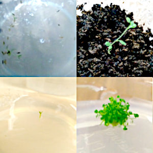 Four images of various stages of tissue culture of Rhododendron