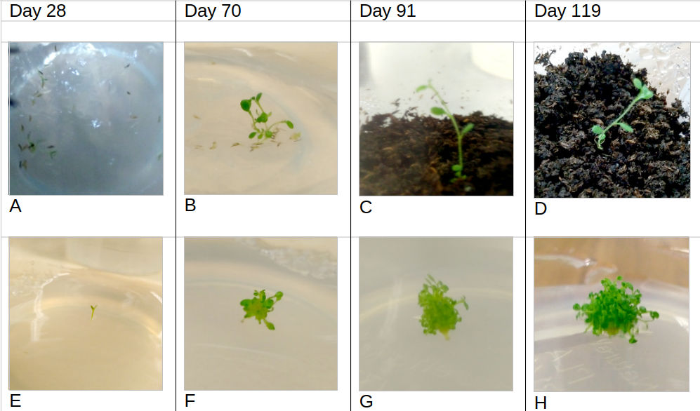Eight photographs showing the development of Rhododendron grown from seed in tissue culture media