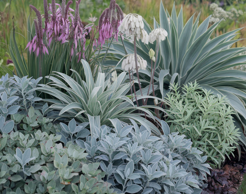 A garden bed planted with plants that have a silvery foliage