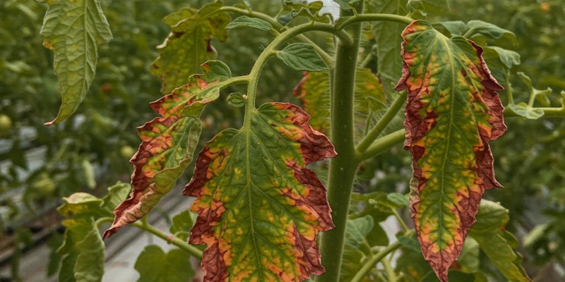 A tomato vine showing signs of necrosis at the leaf edges and yellowing further in.